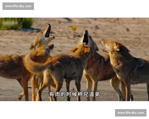 狼王争霸赛：探索野性之力与智慧的较量，揭开自然界生存法则的真谛